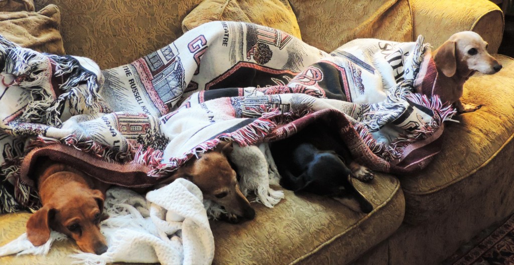 Blanketed by Dachshunds