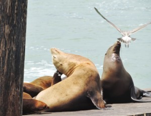 Sea Lions on the Wharf