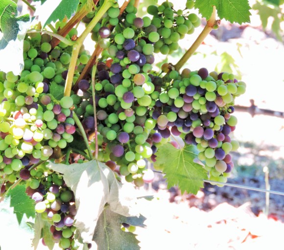 Vines for Harvest
