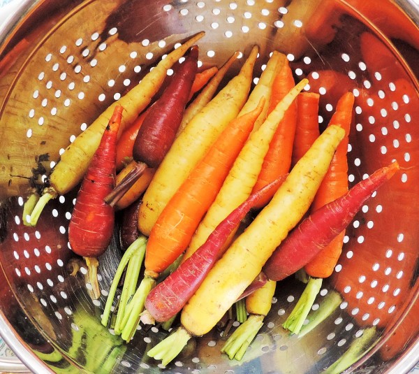 Tri-Colored Carrots
