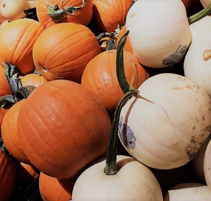 Fall Pumpkins Galore