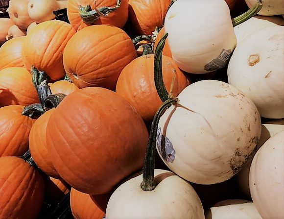 Fall Pumpkins Galore